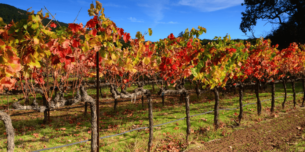 vineyards in autumn