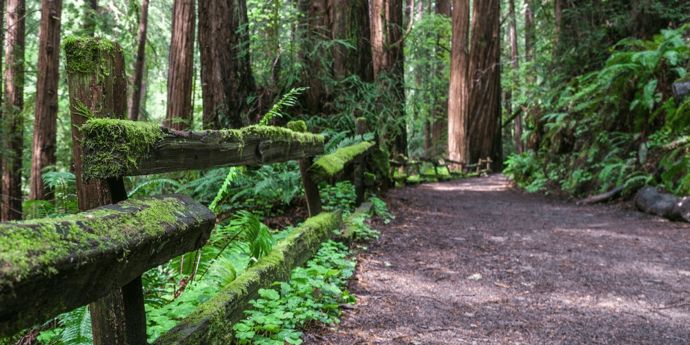 forest path in Muir Woods national monument