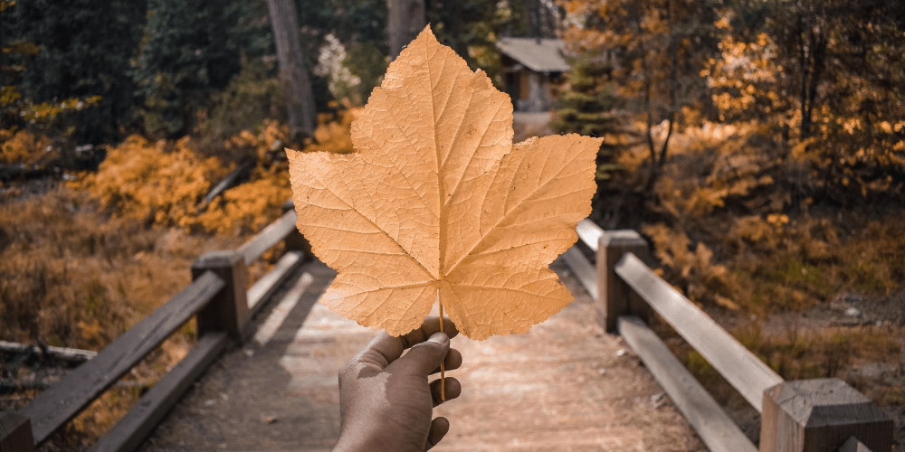 a hand holding yellow maple leaf