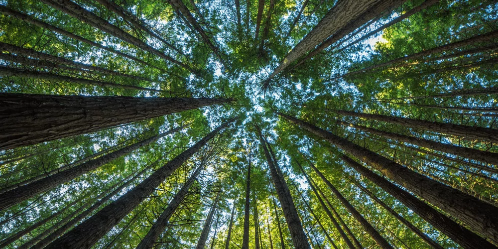 tall redwoods near each other