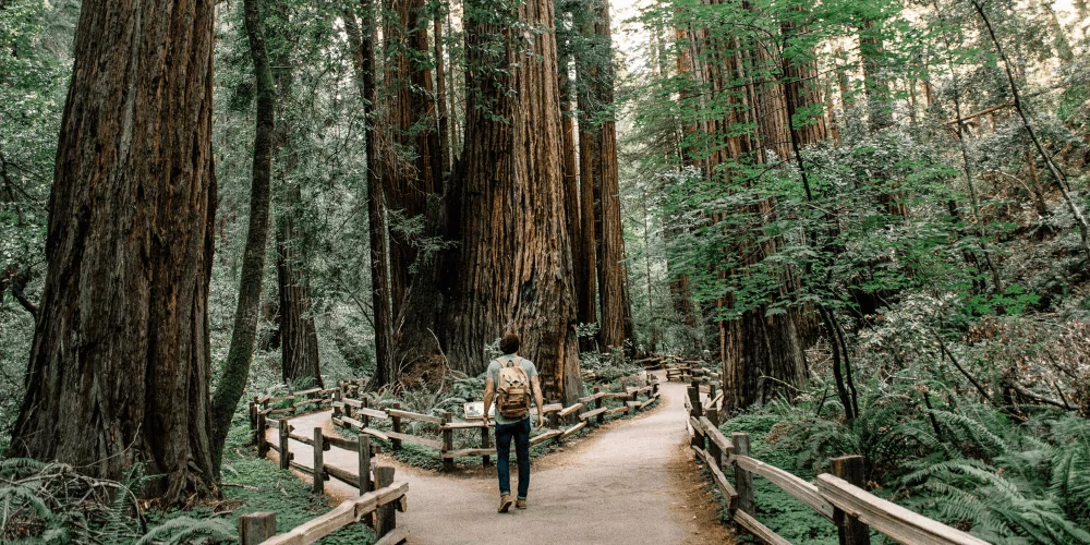 Man with backpack standing at the crossroads of a path in redwood forest