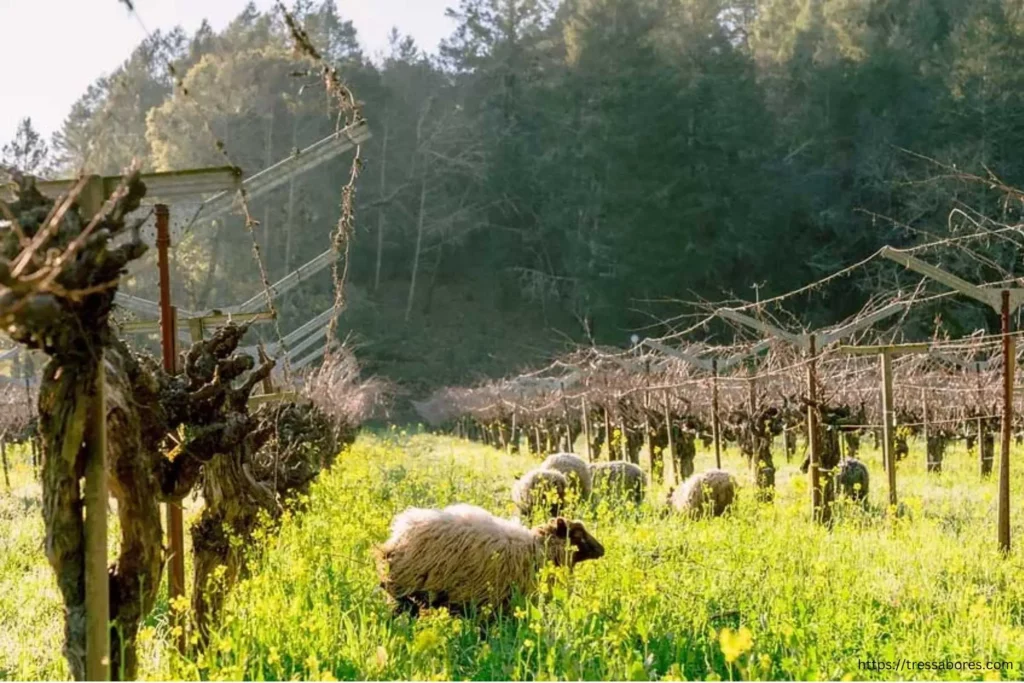 sheep in the vineyard