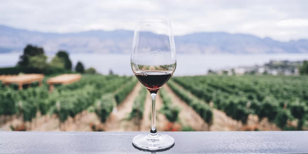 glass of red wine in front of vineyard