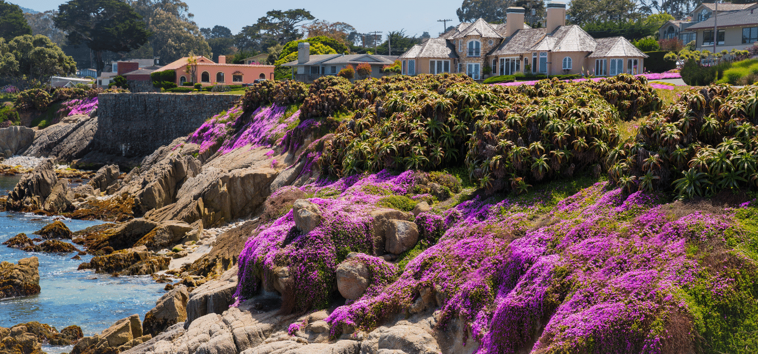 rocks near the ocean covered with purple flowers at one of the Carmel's beaches