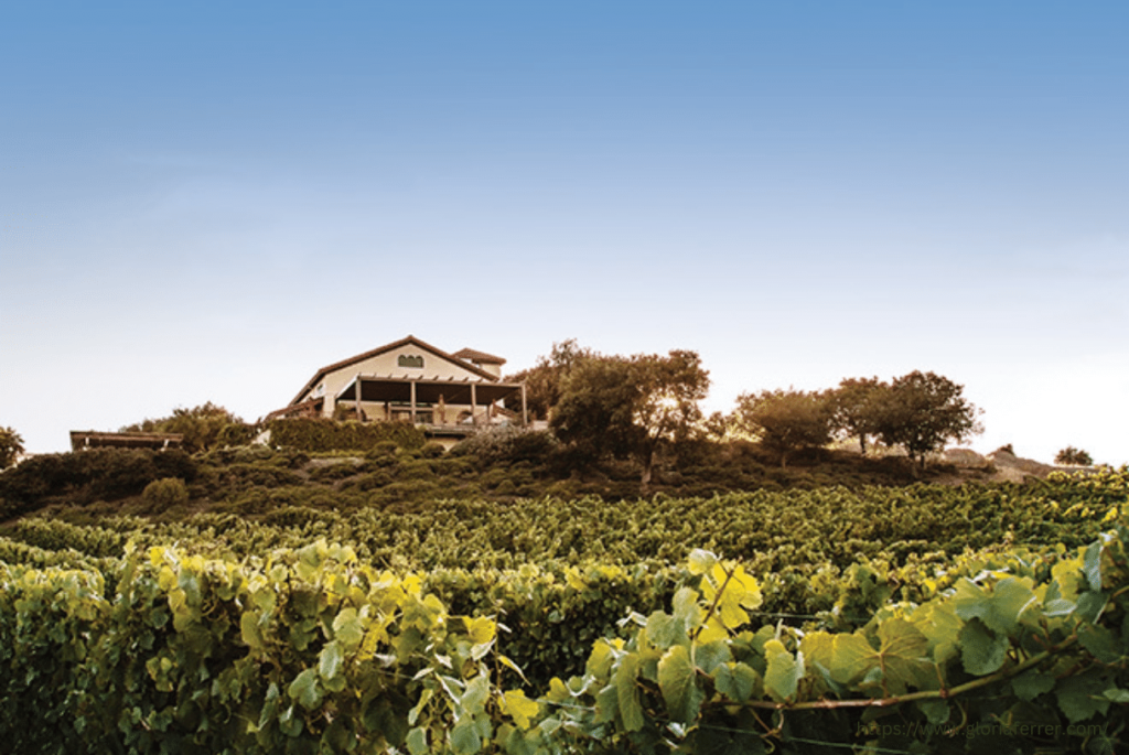 vineyards with the hous on the background