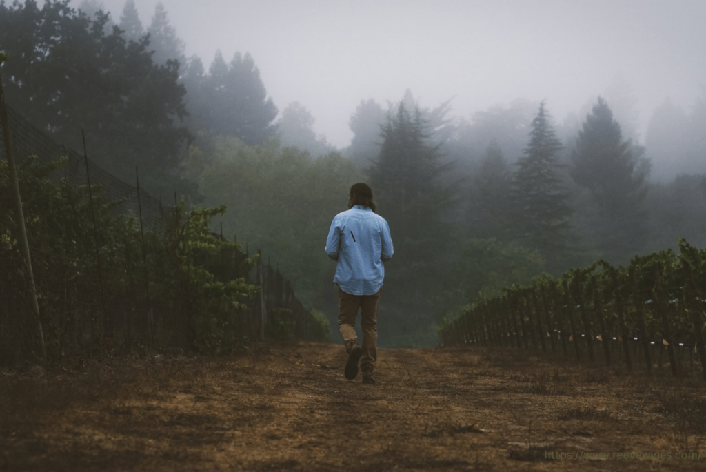 man walking through the vineyard