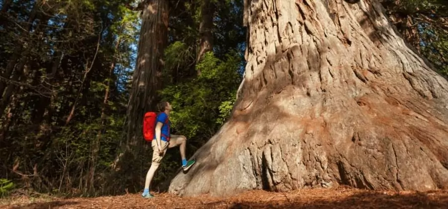 man standing next to a giant sequoia trunk