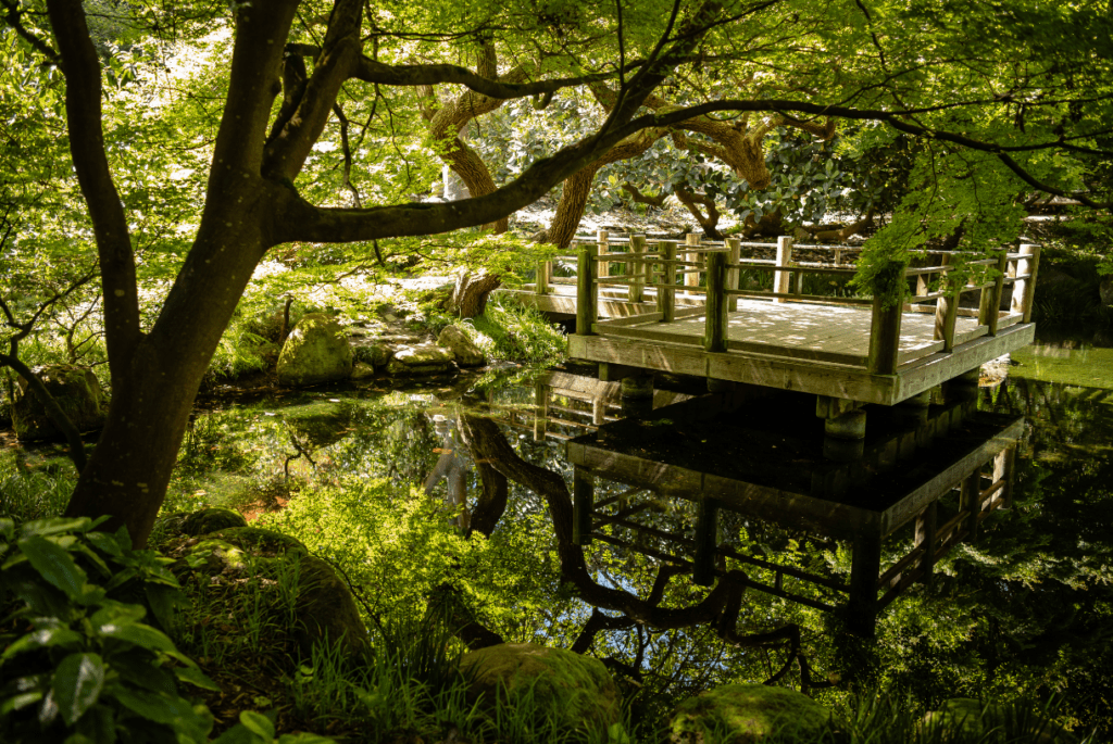 green garden near little lake in San Francisco botanical garden