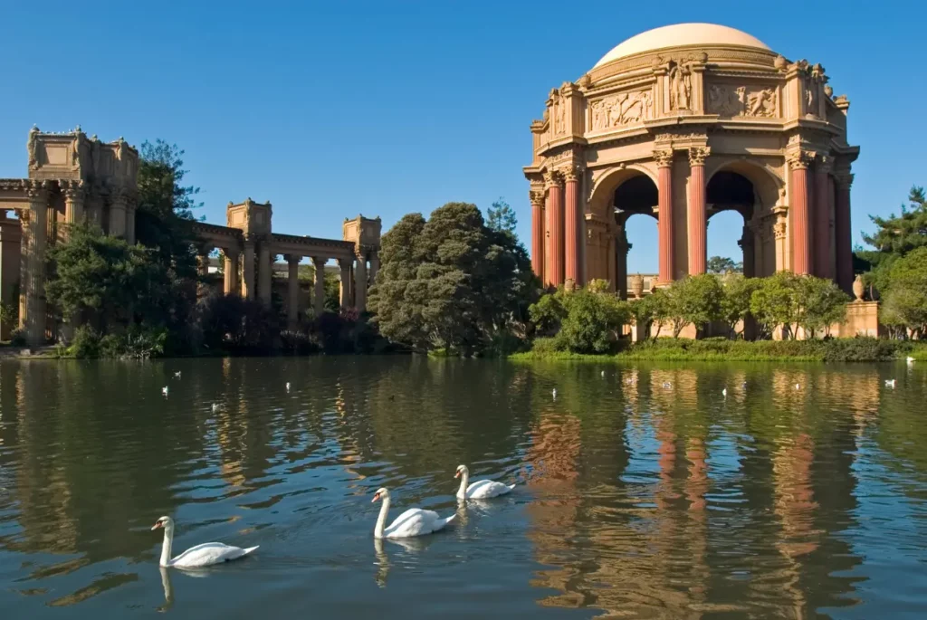 swans swimming in the lake in front of palace of fine arts