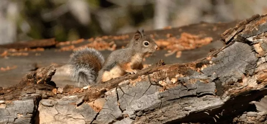 Chickaree on the log