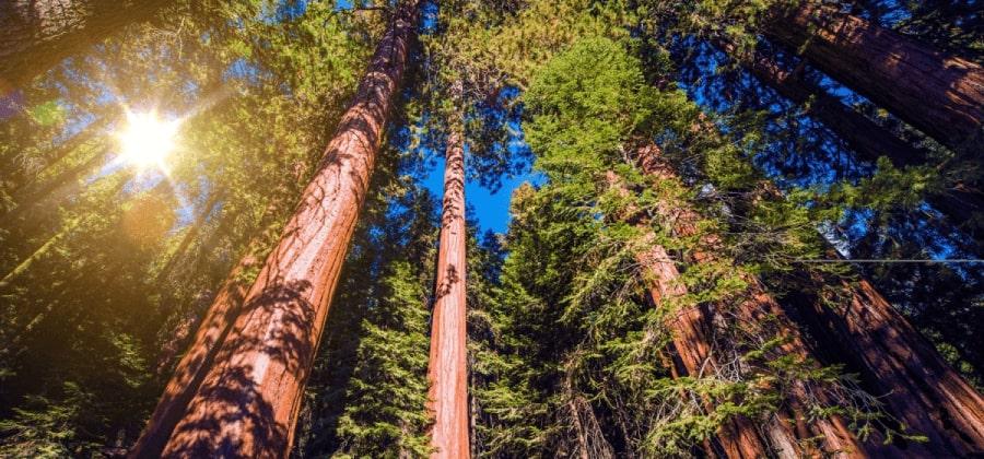 giant sequoia trees 