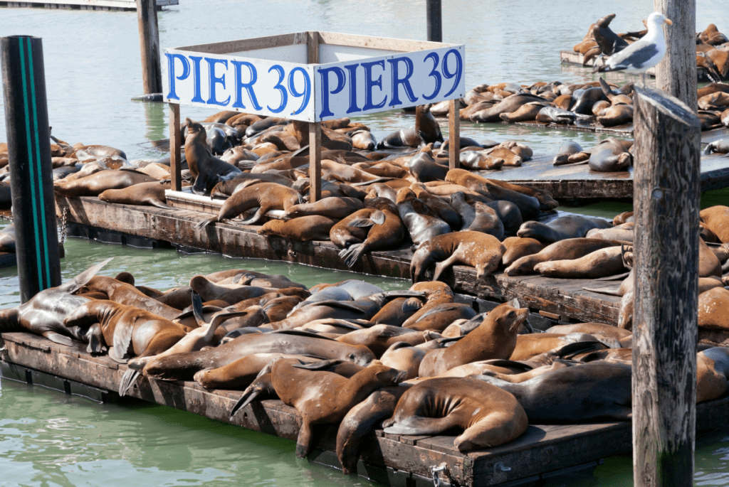 sea lions napping near pier 39 sign