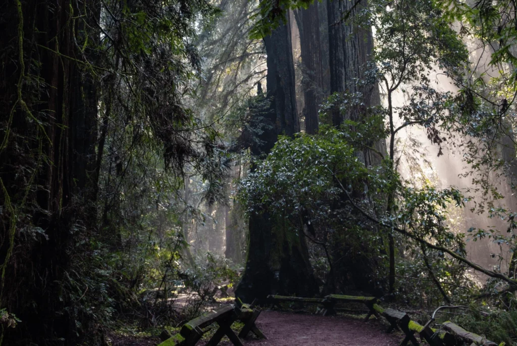 shaded forest with sun rays coming through 