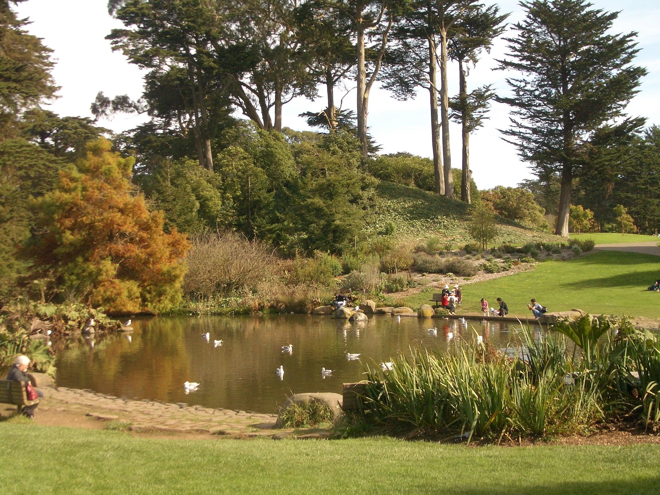 lake with ducks in san francisco botanical garden