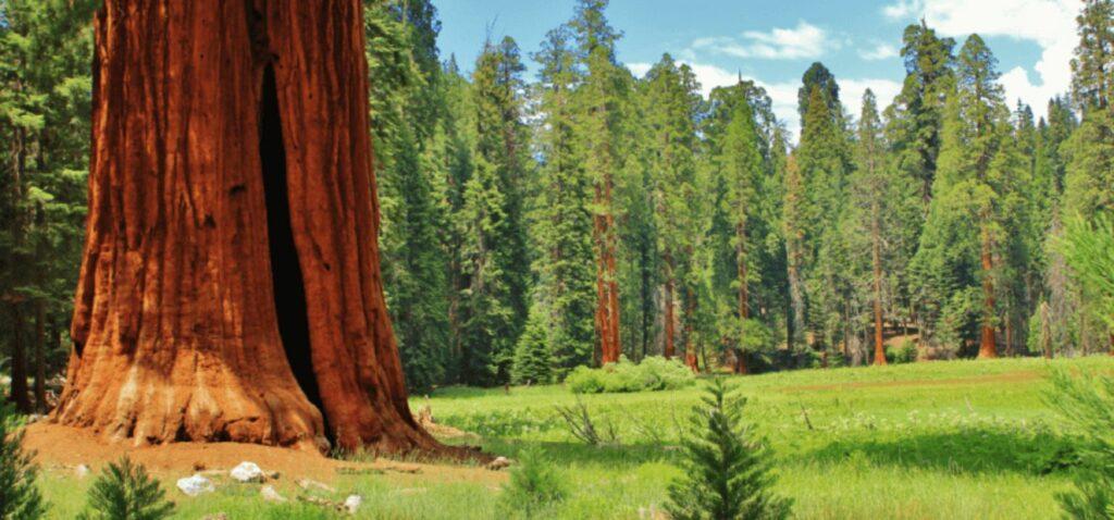 a giant sequoia in the meadow