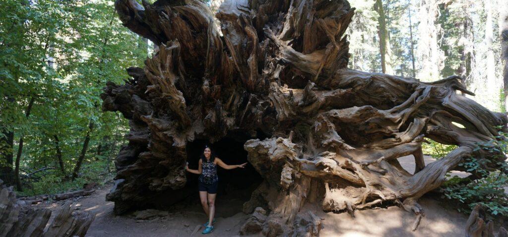 girl standing in front of giant sequoia fallen tree