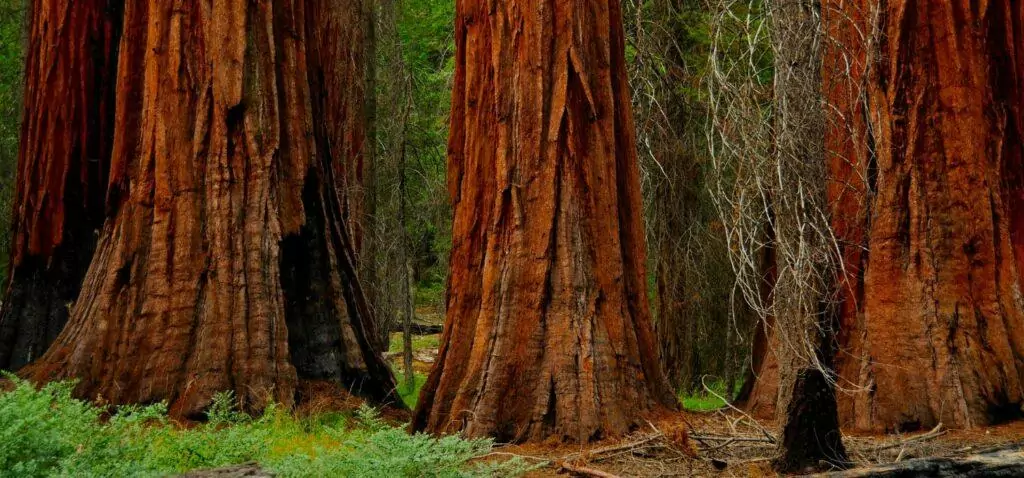 three giant sequoias