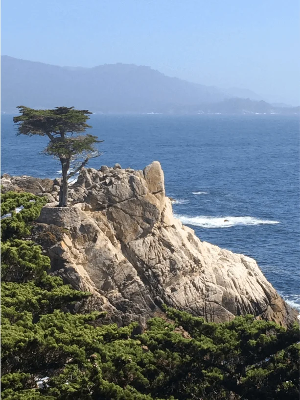 lone Cypress on the cliff