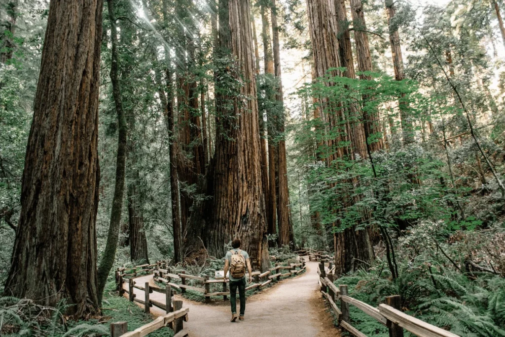 man standing on the path in the redwood forest in muir woods national monument 