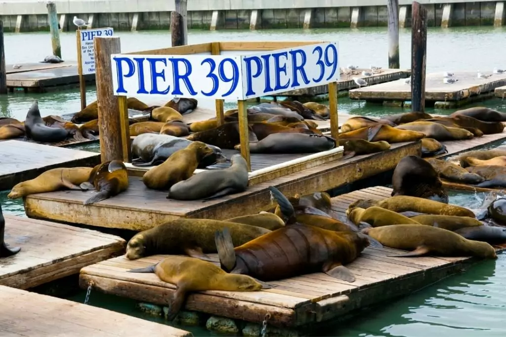 sea lions sleeping near the sign of 39 pier