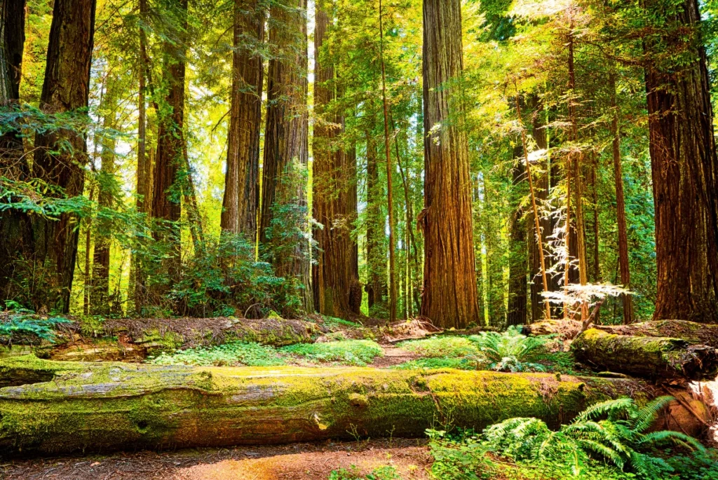 green forest of redwoods