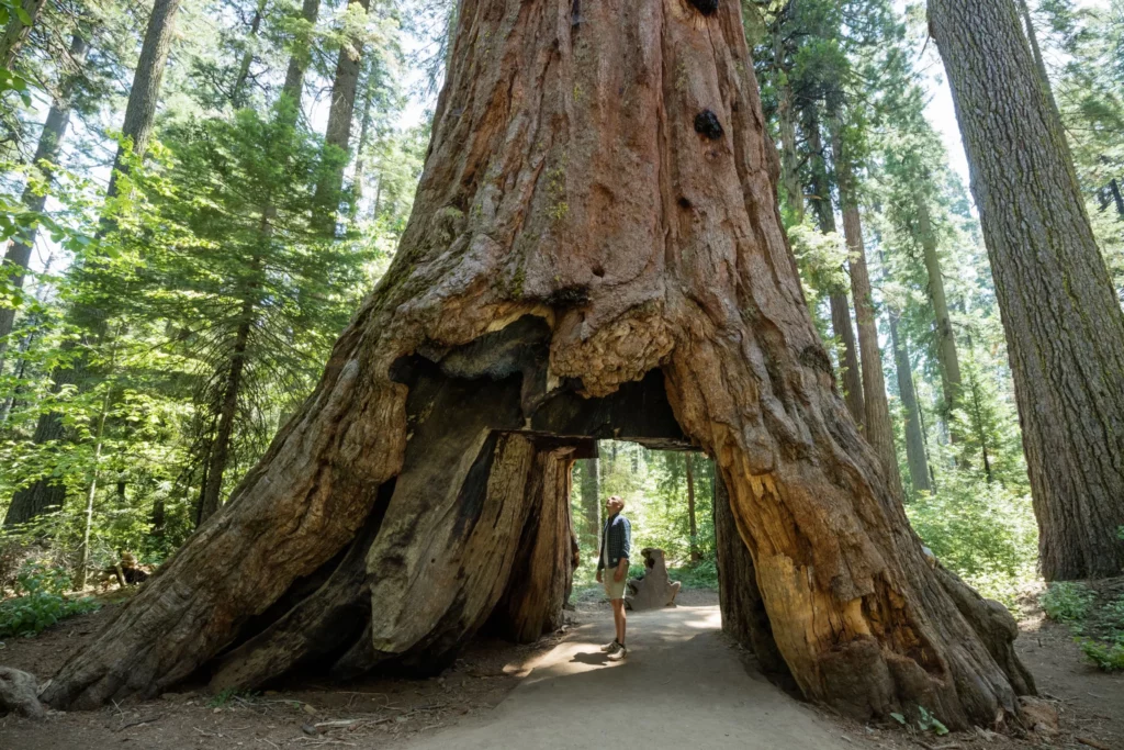 guy standing in tuolumne grove 