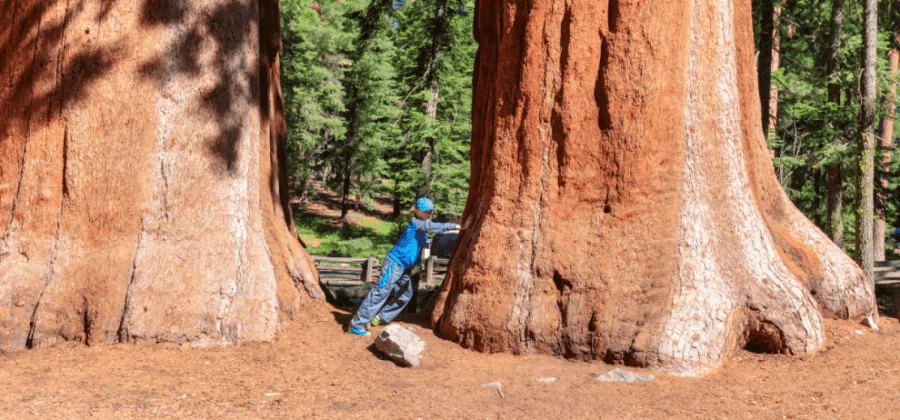 man beside a giant sequoia