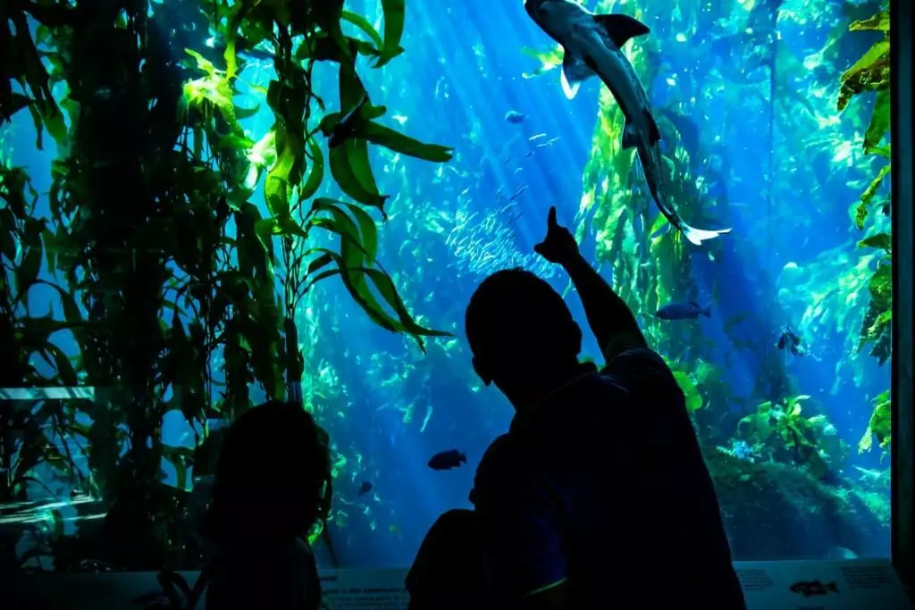 people's silhouettes in front of monterey bay aquarium