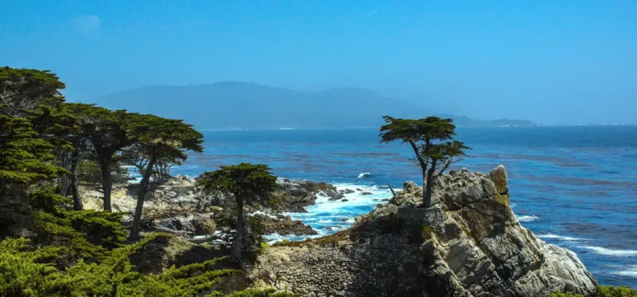 lone cypress tree