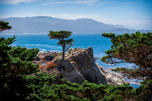 trees on a cliff