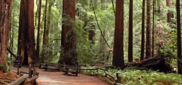 Benches on the trail in a relaxing forest of California Redwoods.