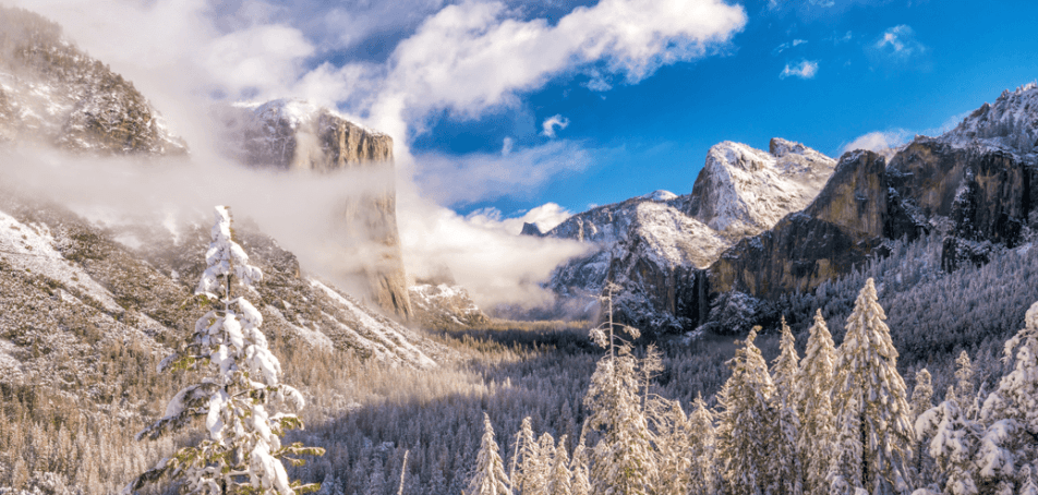 snowy pine trees and mountain tops 