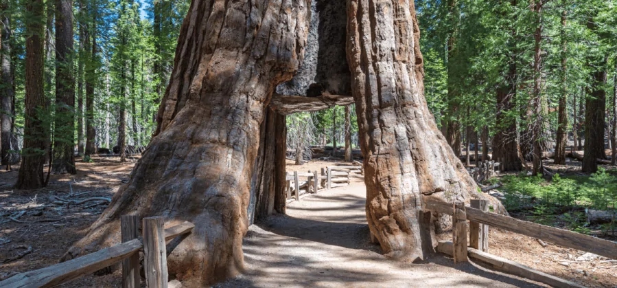 pathway through a giant tree trunk