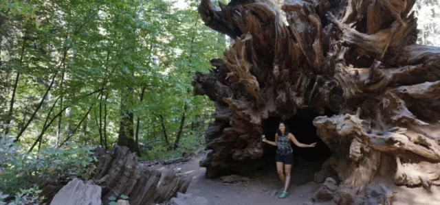 Woman taking a photo with a fallen tree 