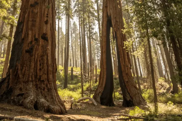 clothespin tree in mariposa grove