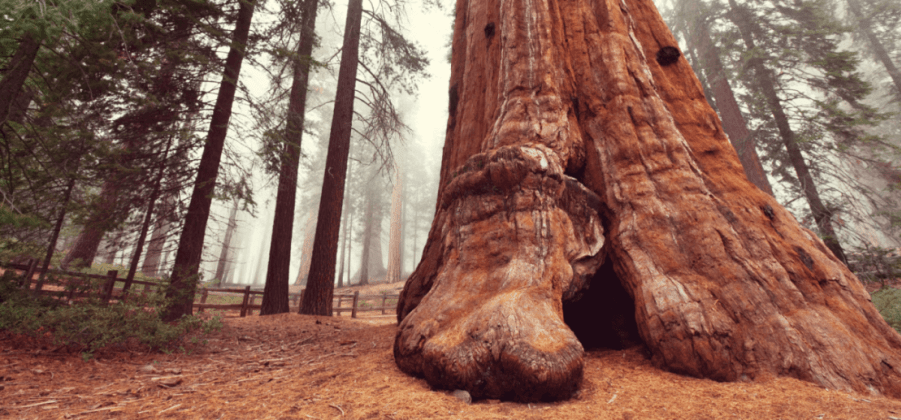 giant sequoia trunk