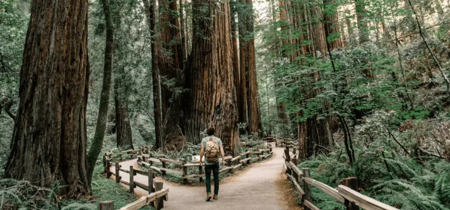 man strolling inside a forest 