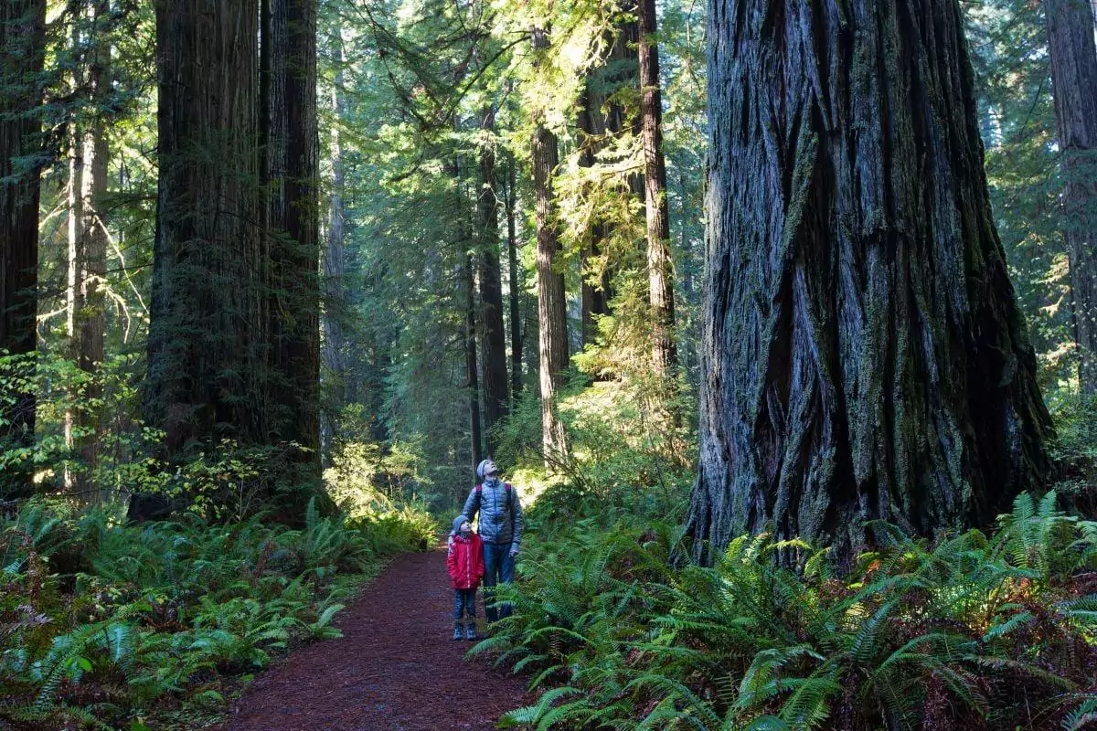 father and his son looking at sequoia in muir woods national monument