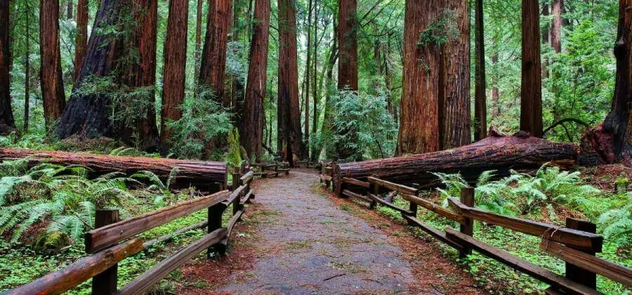 path through the giant sequoias forest