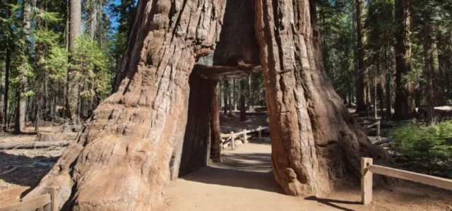 walkway at the bottom of a large tree trunk 