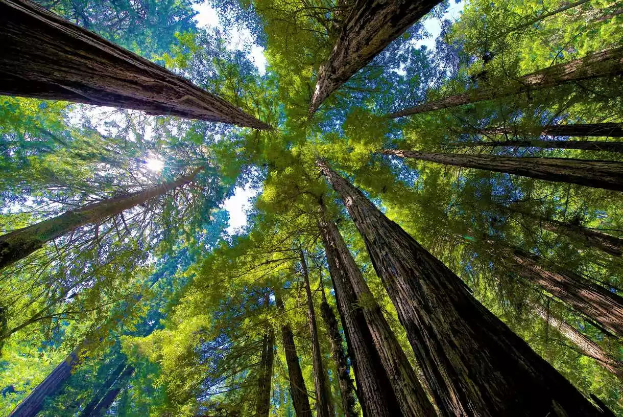 muir woods canopy