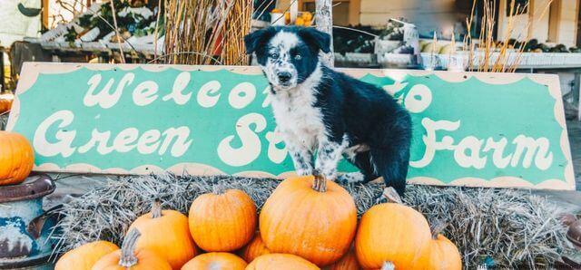 dog sitting on pumpkins in front of welcome to green string farm sign