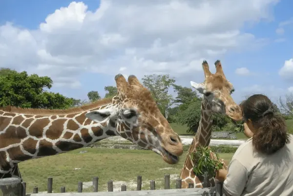 woman feeding leaves to giraffes at the zoo