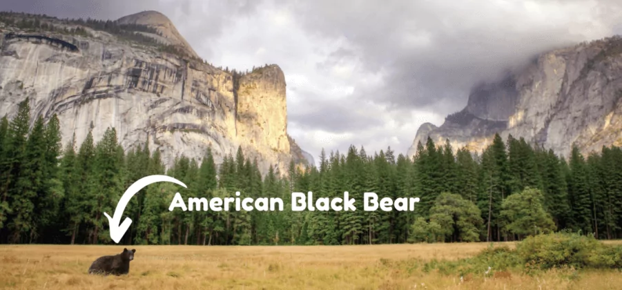 american black bear in yosemite valley