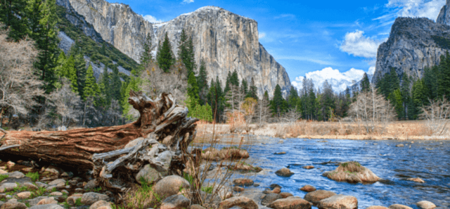 fallen tree trunk beside the Merced river, with El Capitan in the background.