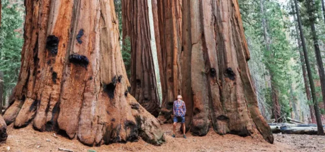 man beside a large sequoia tree, which is roughly 7-8 times wider than him.