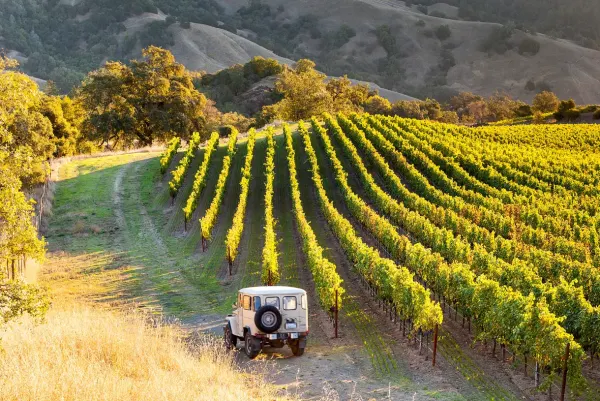 jeep driving down to vineyards 