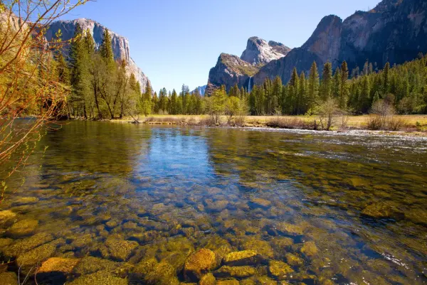 merced river in between trees 