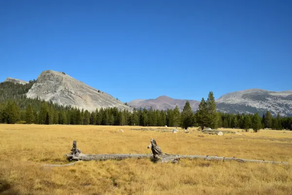 pine trees behind a meadow