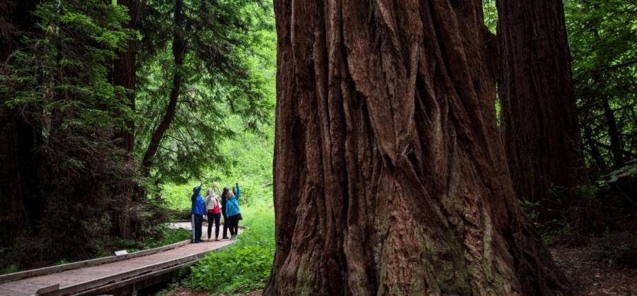 people taking picture of giant redwoods